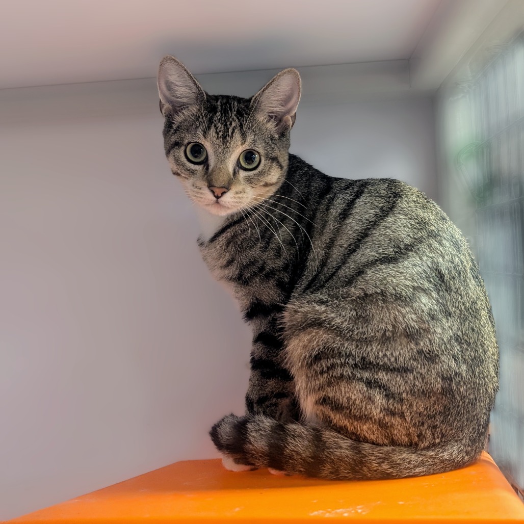 Sriracha - Domestic Shorthair