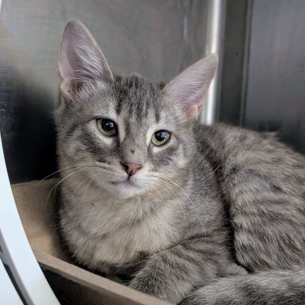 Tum Tum - Domestic Shorthair