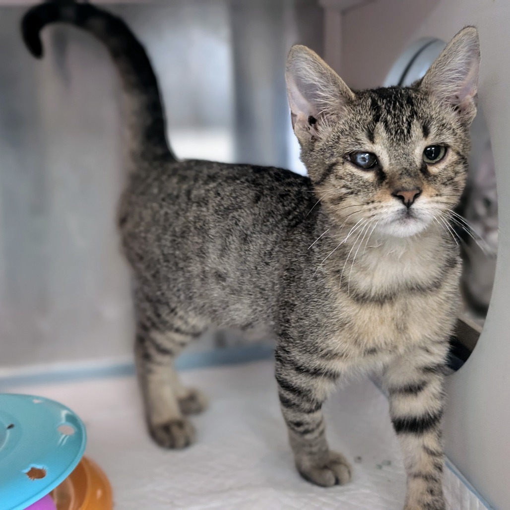 Tam Tam - Domestic Shorthair