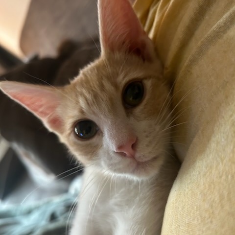 Ice - Domestic Shorthair