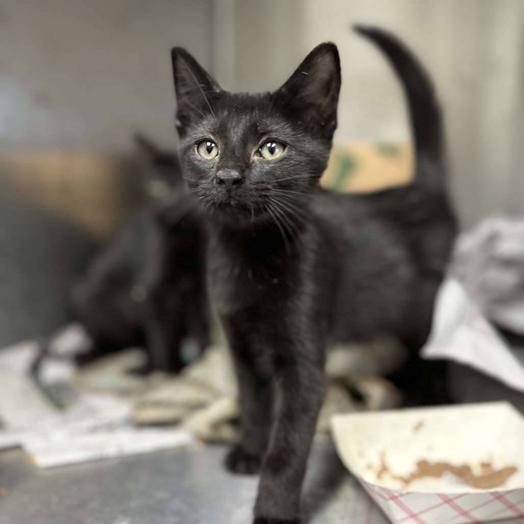 Medusa - Domestic Shorthair