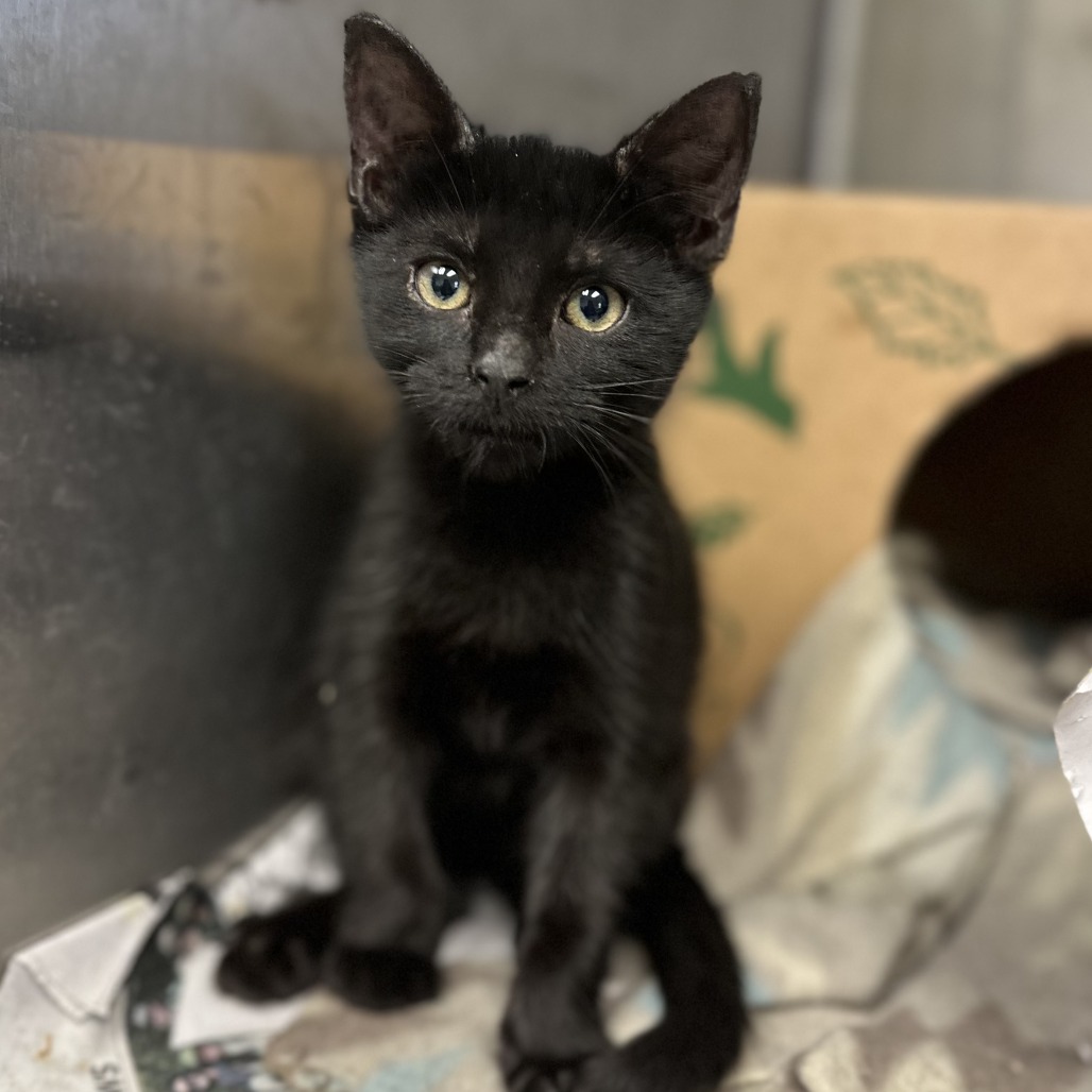 Lilith - Domestic Shorthair