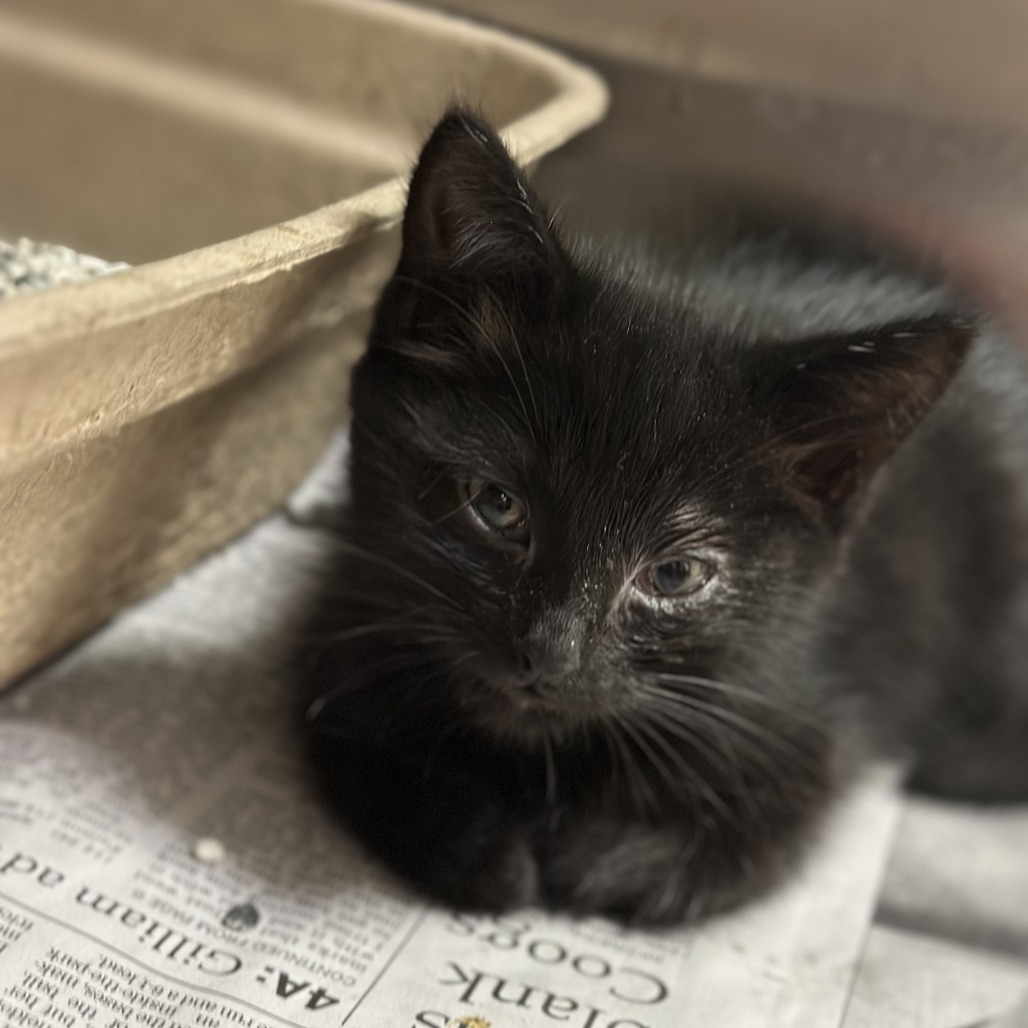 Martin - Domestic Shorthair