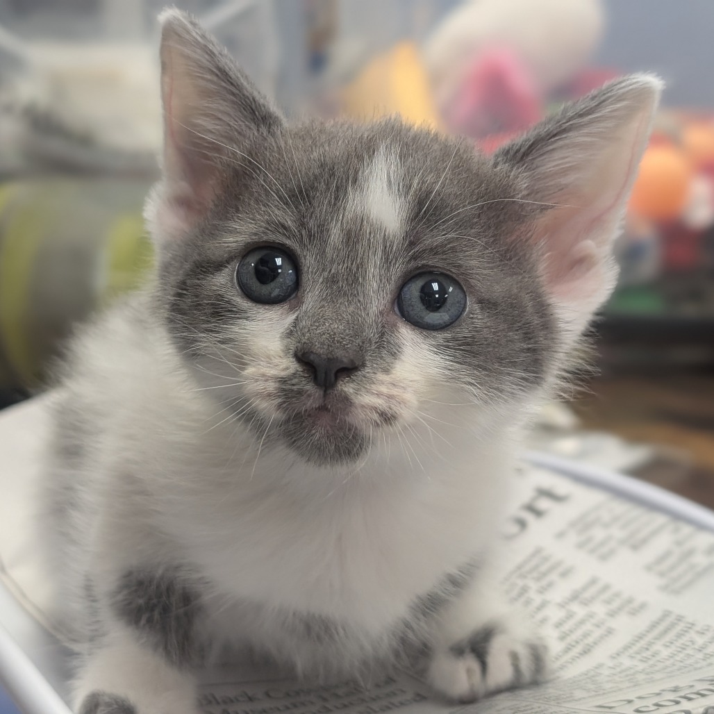 Matcha - Domestic Shorthair