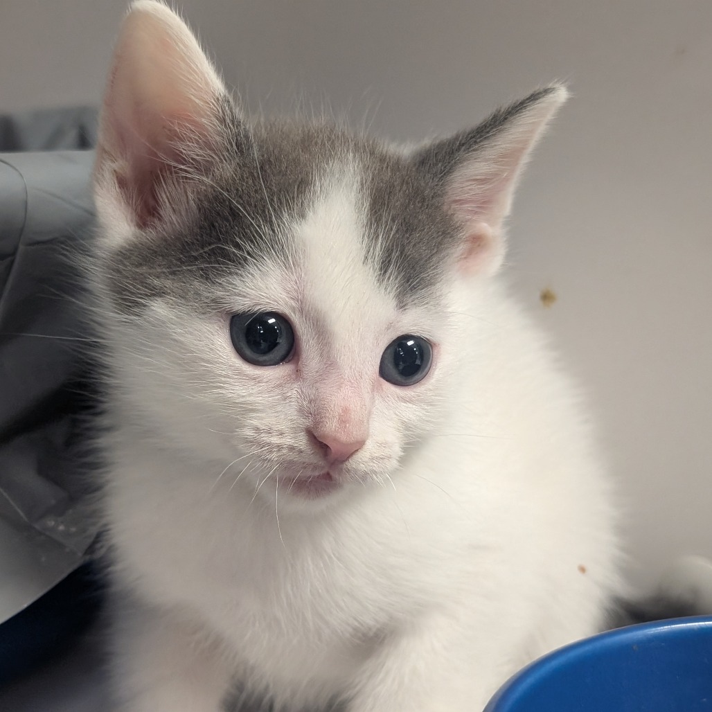 English - Domestic Shorthair