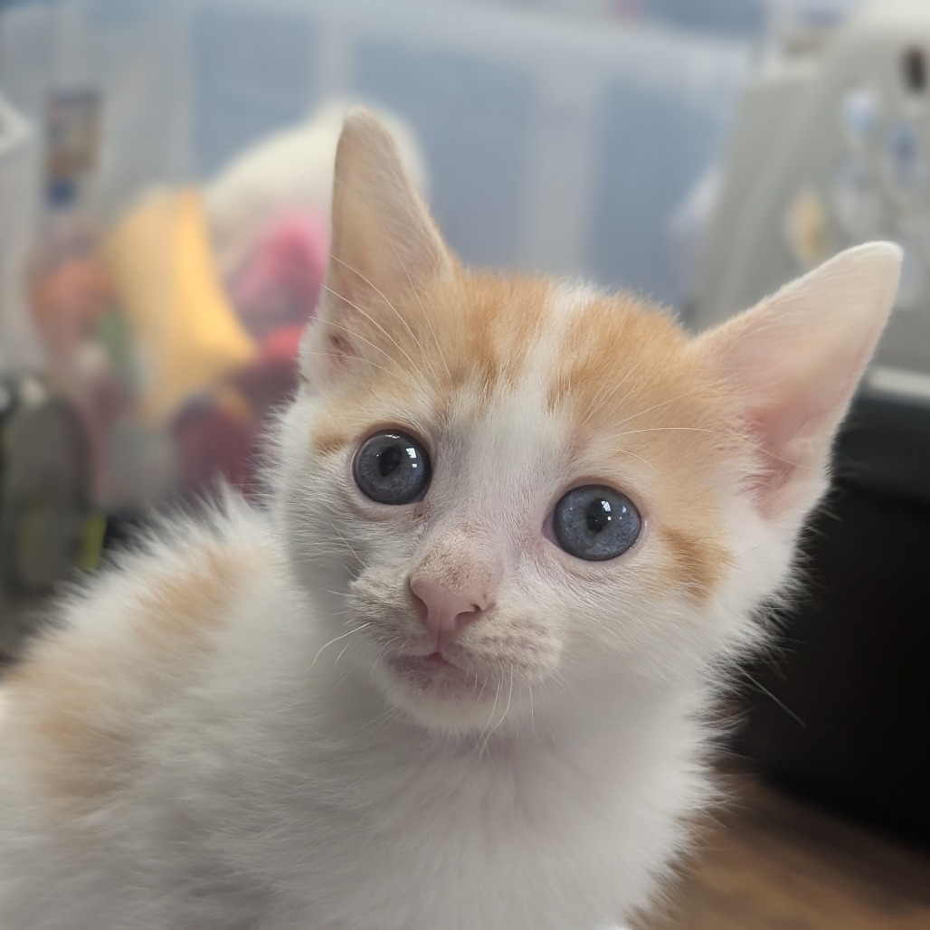 Ezra - Domestic Shorthair