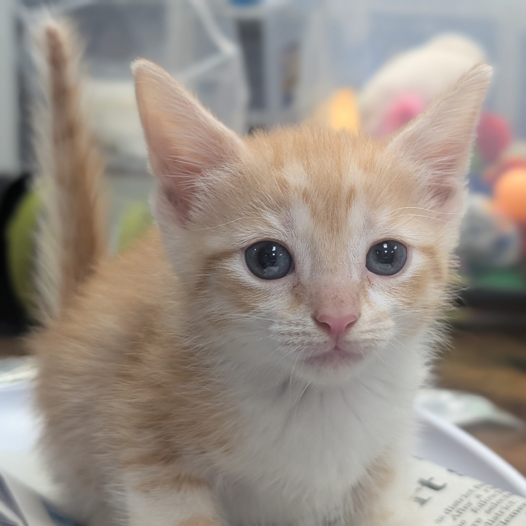 Elliott - Domestic Shorthair