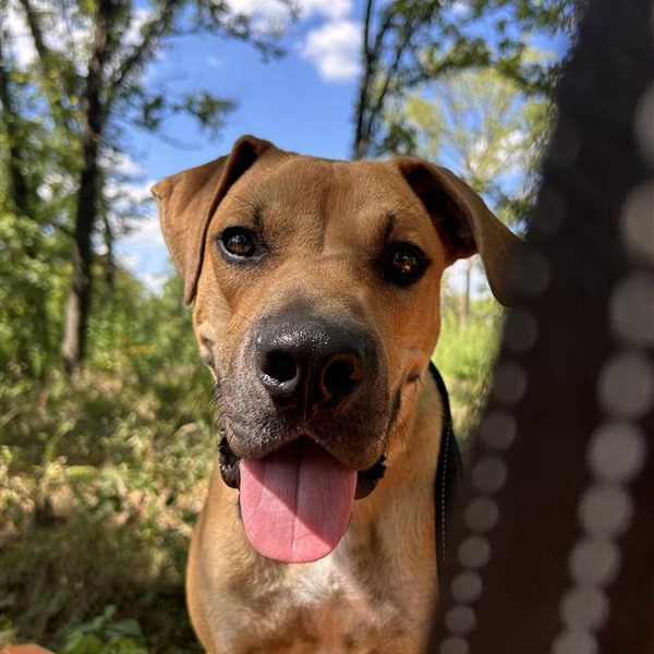 Stitch - Black Mouth Cur/Boxer