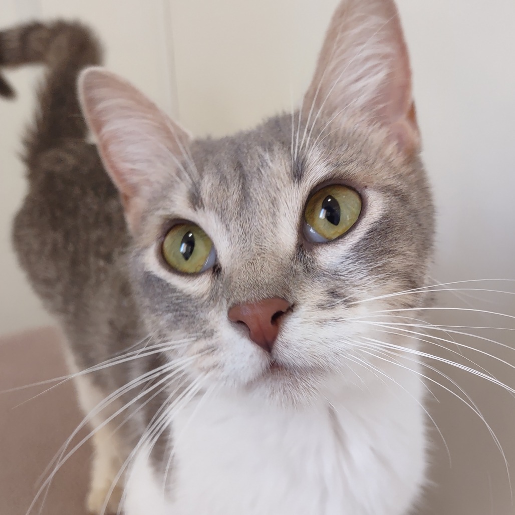 Paisley - Domestic Shorthair