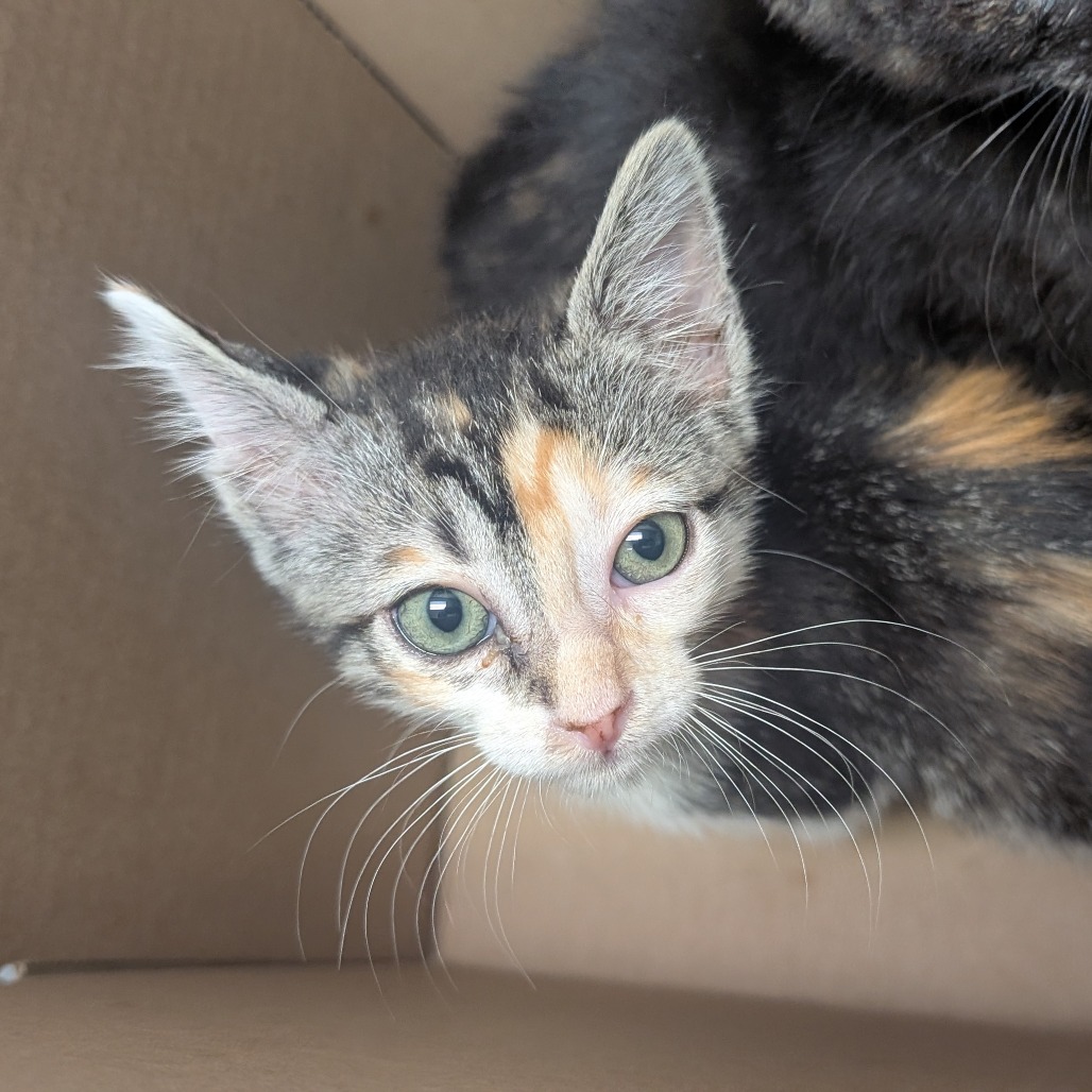 Jubilee - Domestic Shorthair