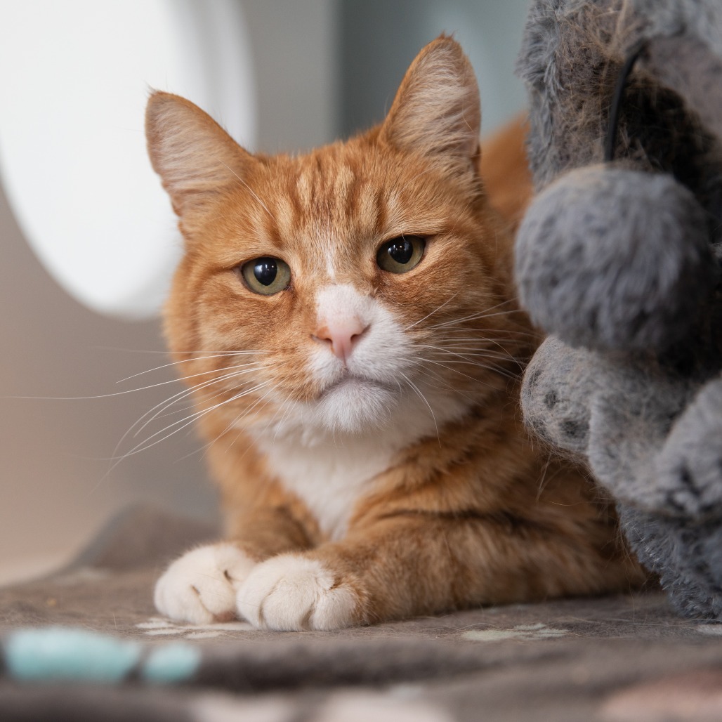 Opa - Domestic Shorthair