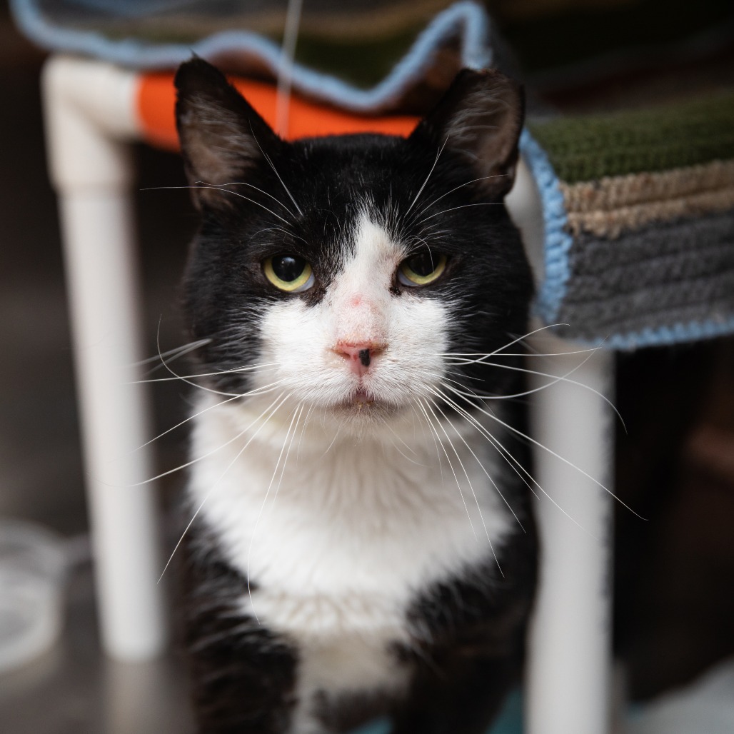 Freddie Perrcury - Domestic Shorthair