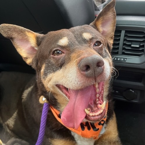Caleb - Mixed Breed (Medium)/Kelpie, Australian