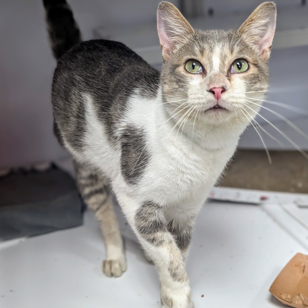 Owen Grady - Domestic Shorthair