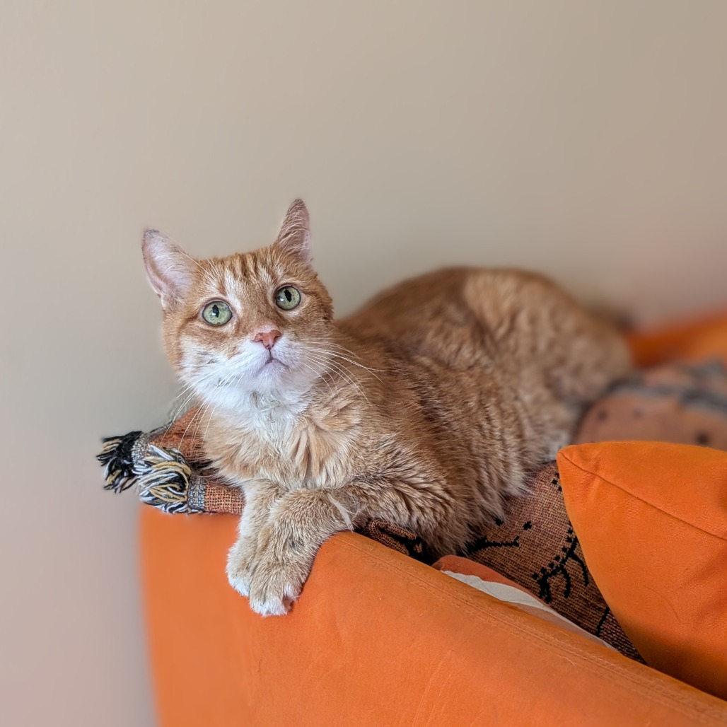 Nolan - Domestic Shorthair