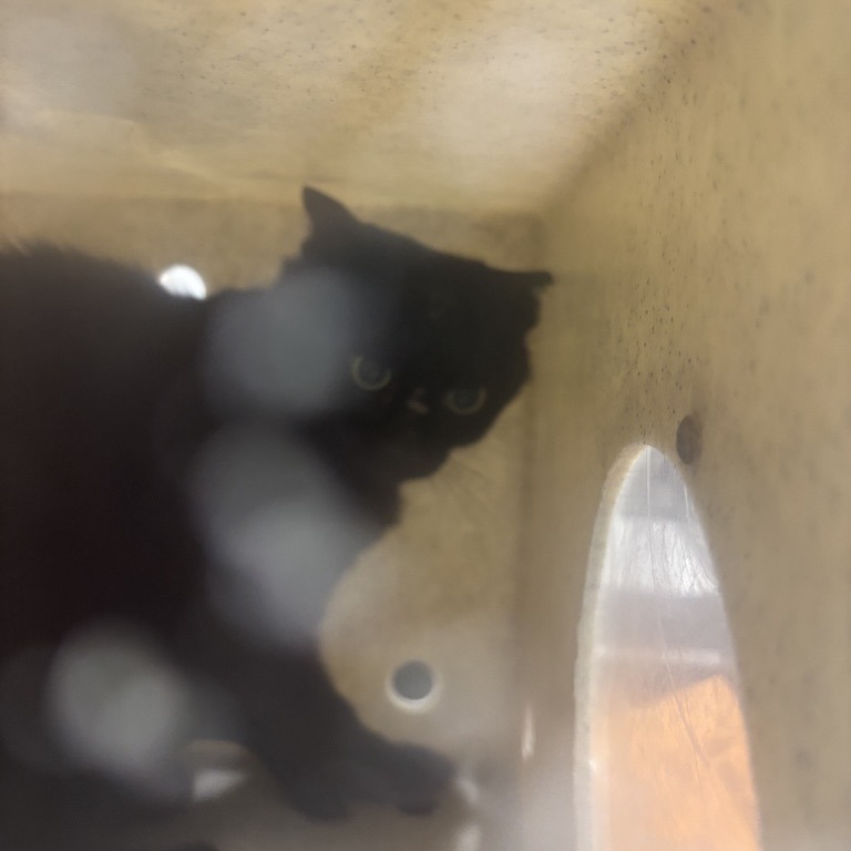 Crunch - Domestic Shorthair