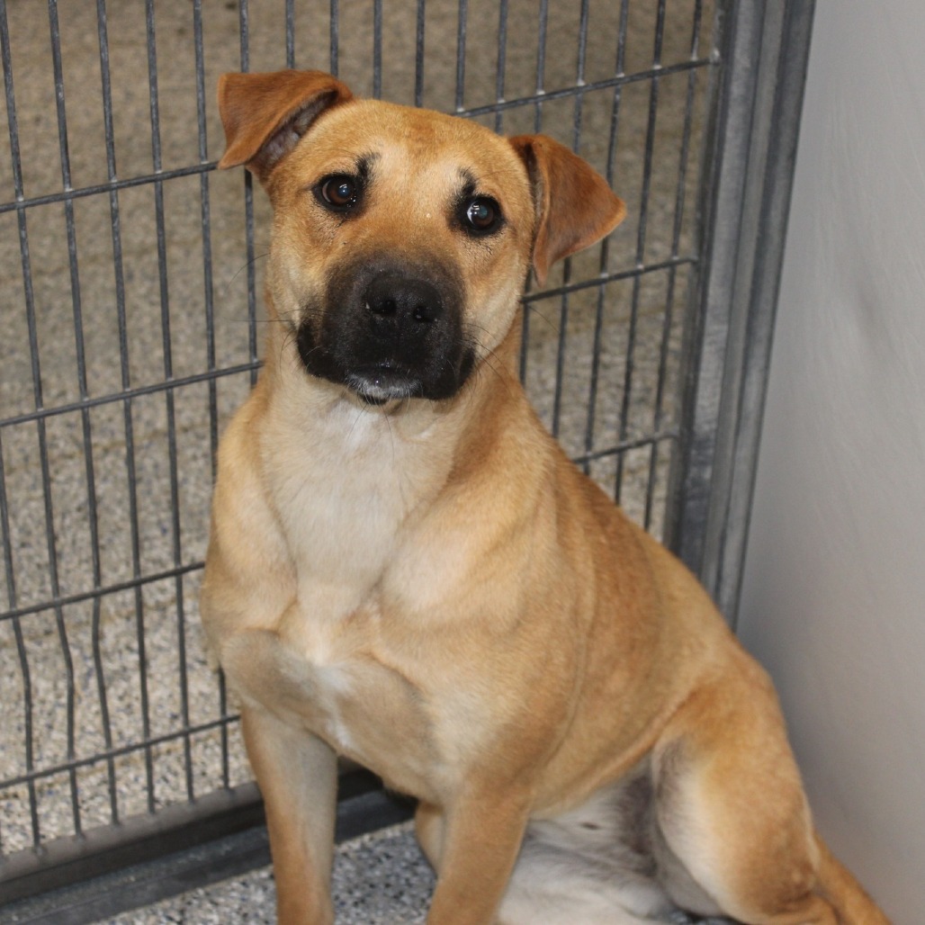 Penny Pie - Mixed Breed (Medium)/Retriever, Labrador