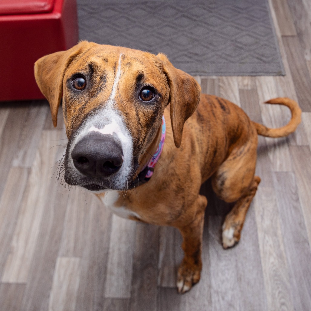 Crash Bandicoot - Hound, Plott/Mix