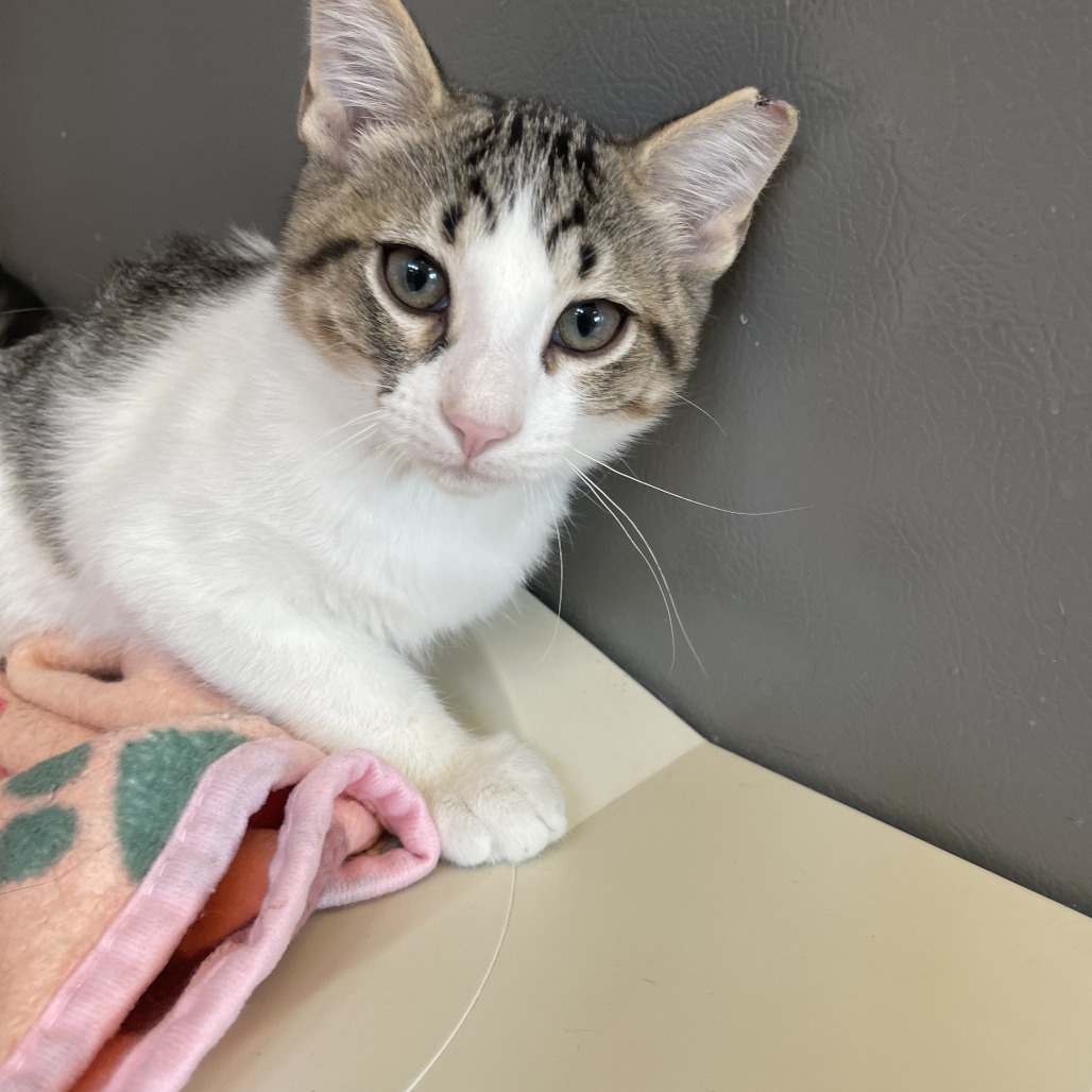 JJ - Domestic Shorthair