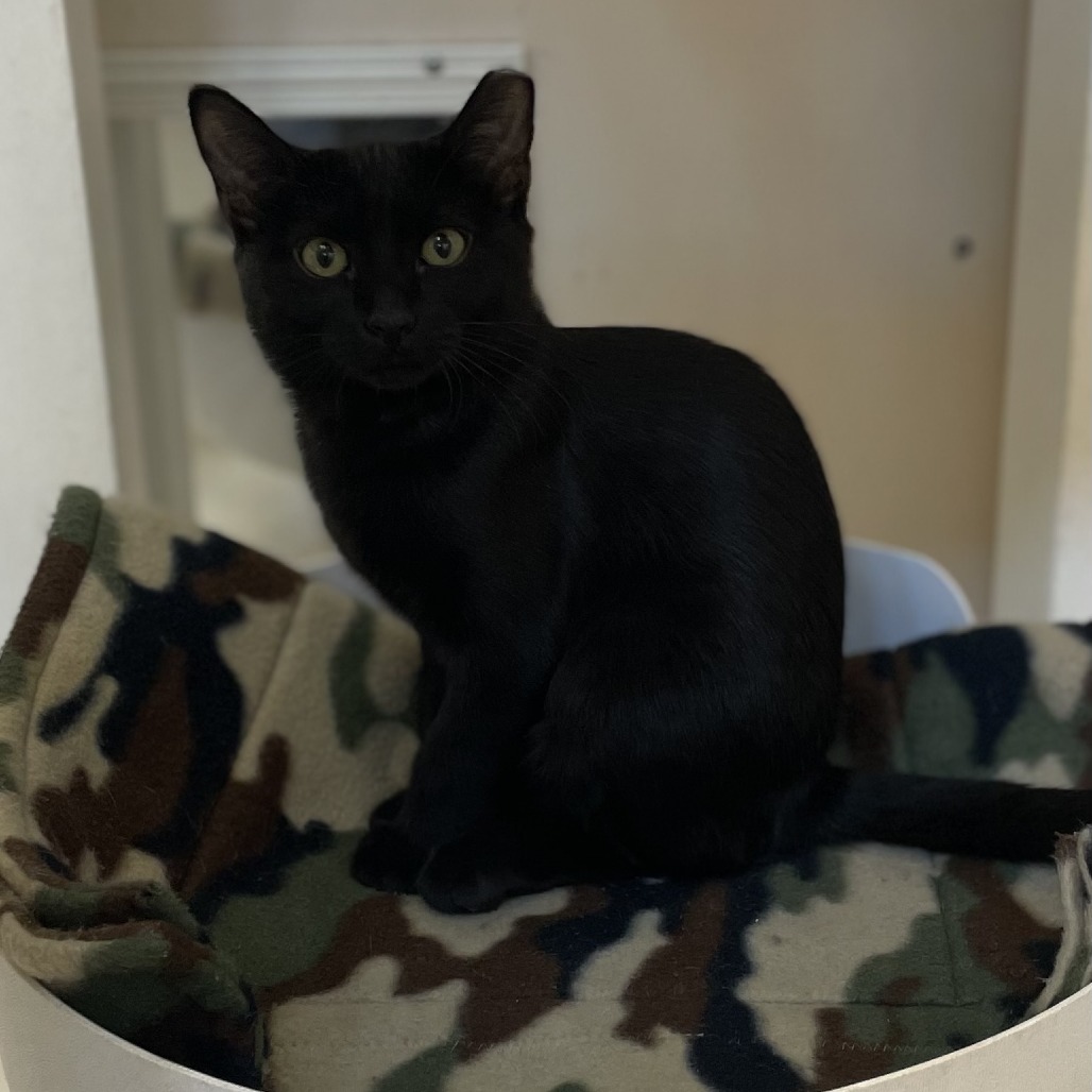 Michelle - Domestic Shorthair