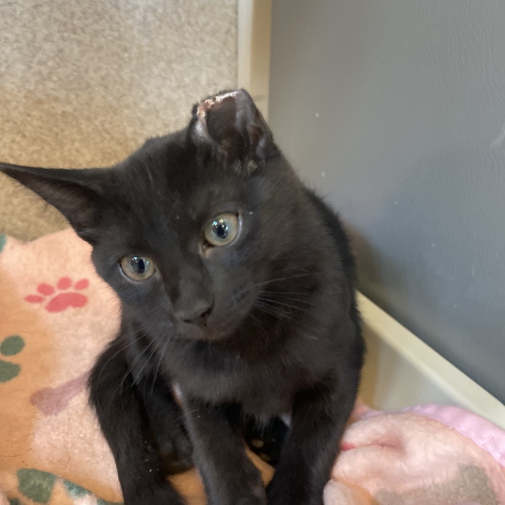 Jal - Domestic Shorthair