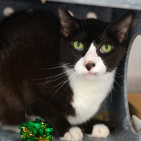 Kia - Domestic Shorthair