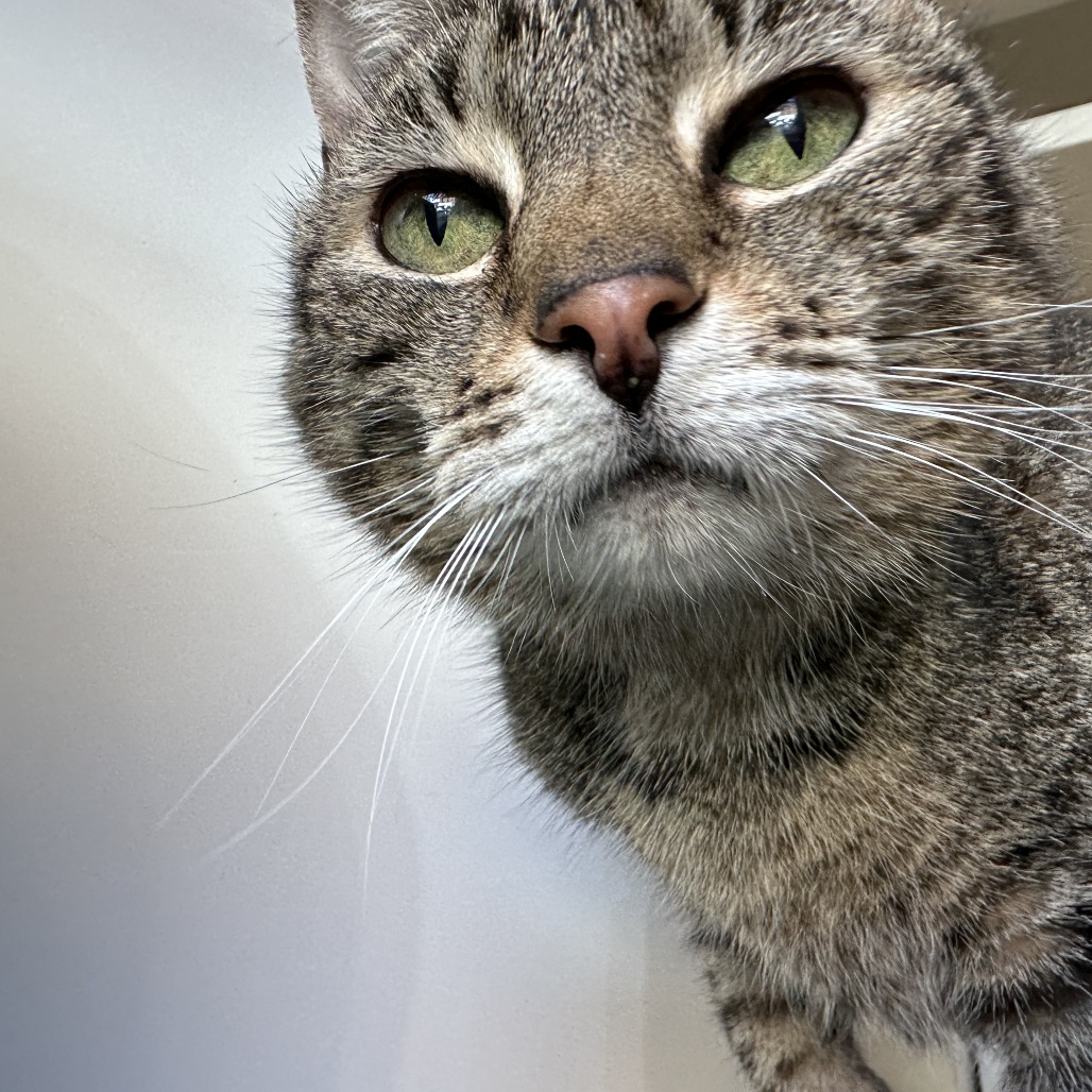 Whiskers - Domestic Shorthair