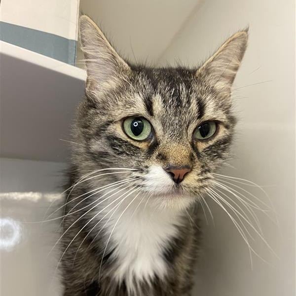 Princess Ruto - Domestic Shorthair