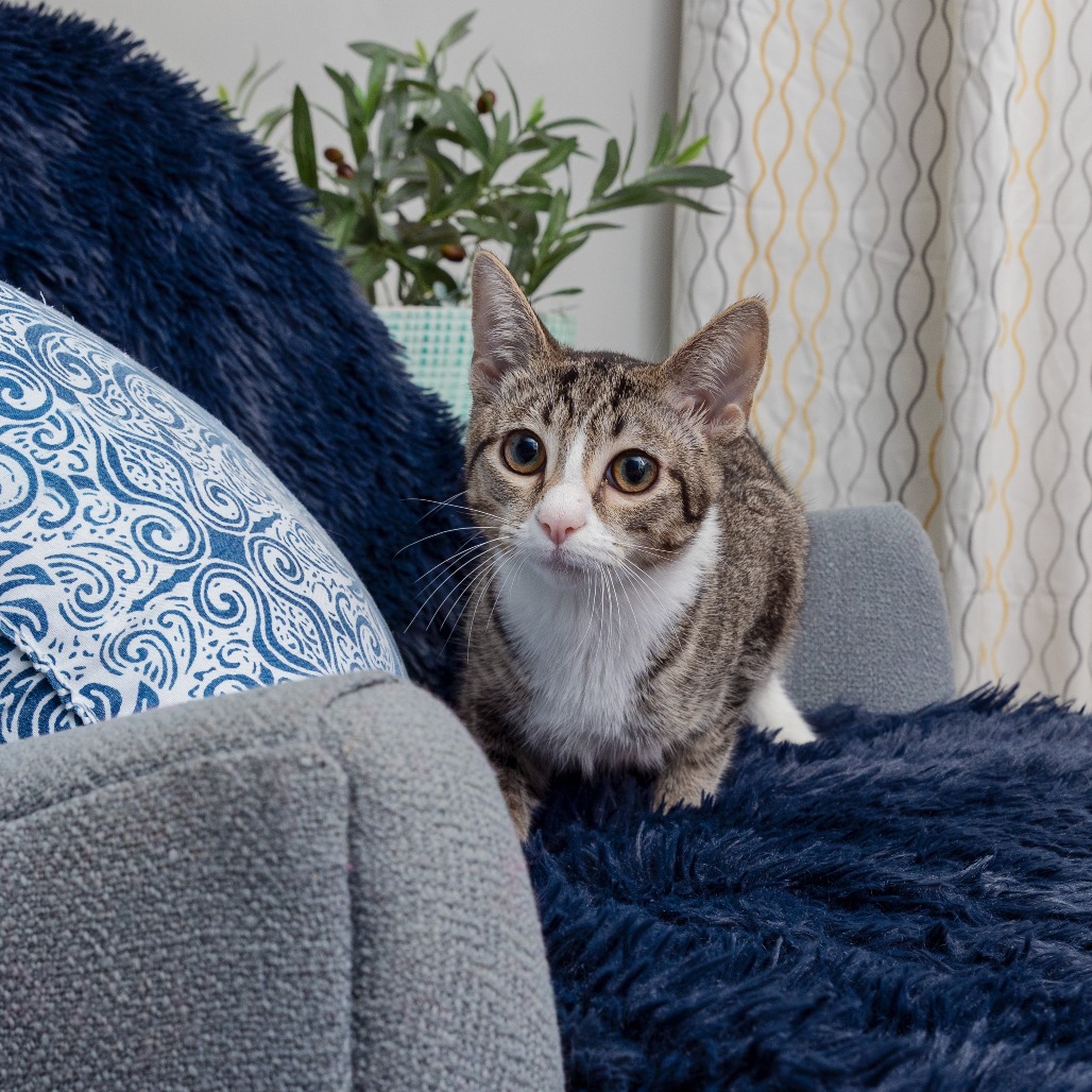 Chell - Domestic Shorthair