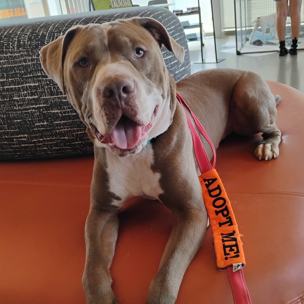 Bruno - Mixed Breed (Large)