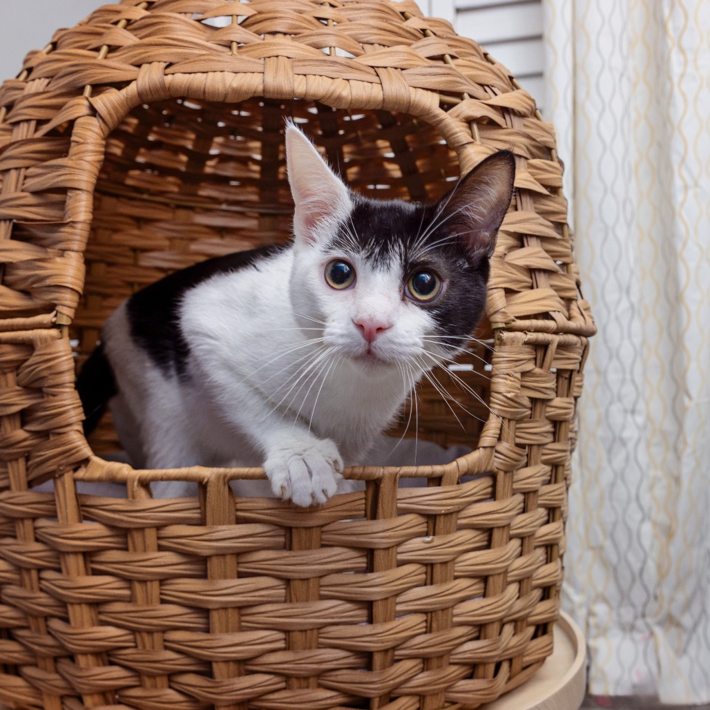 Spyro - Domestic Shorthair