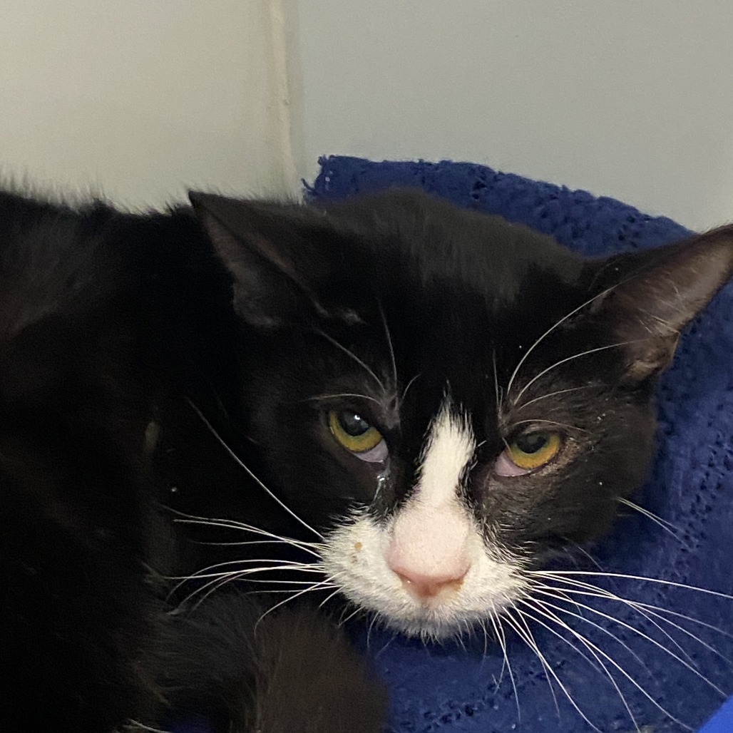 Paper Boy - Domestic Shorthair