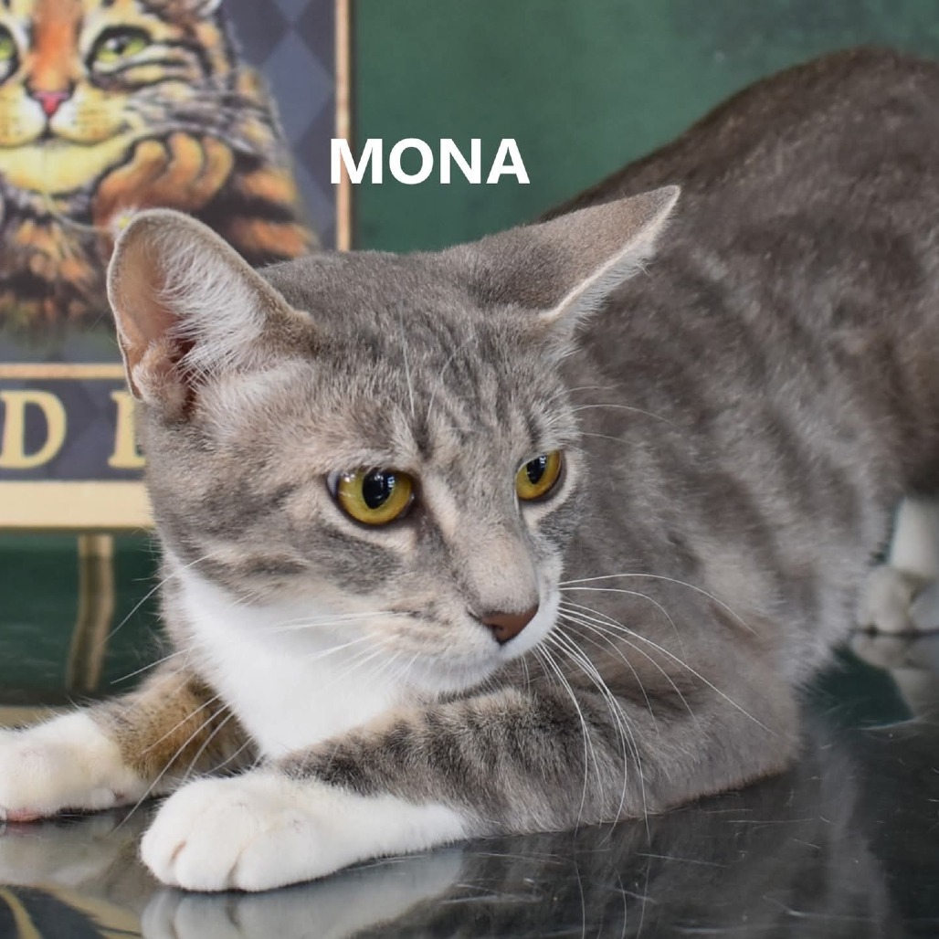 Mona - Domestic Shorthair