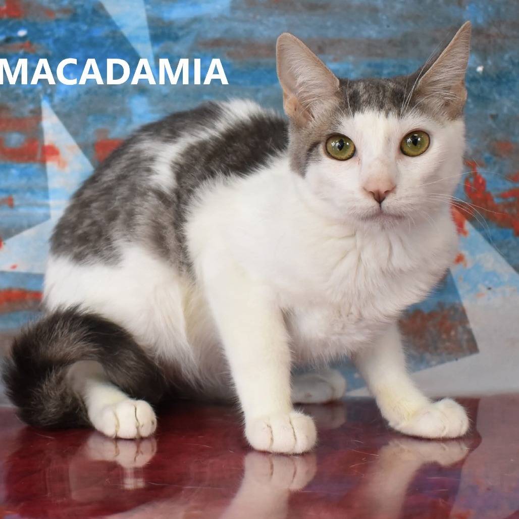 Macadamia - Domestic Shorthair