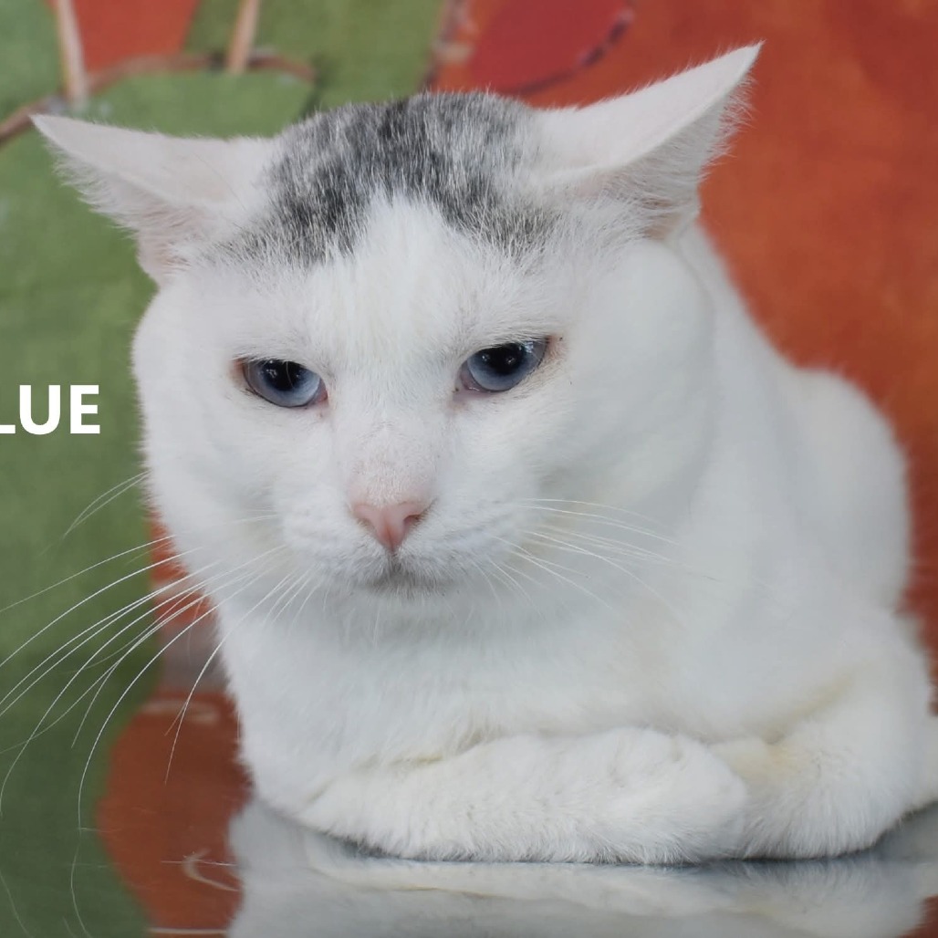 Blue - Domestic Shorthair