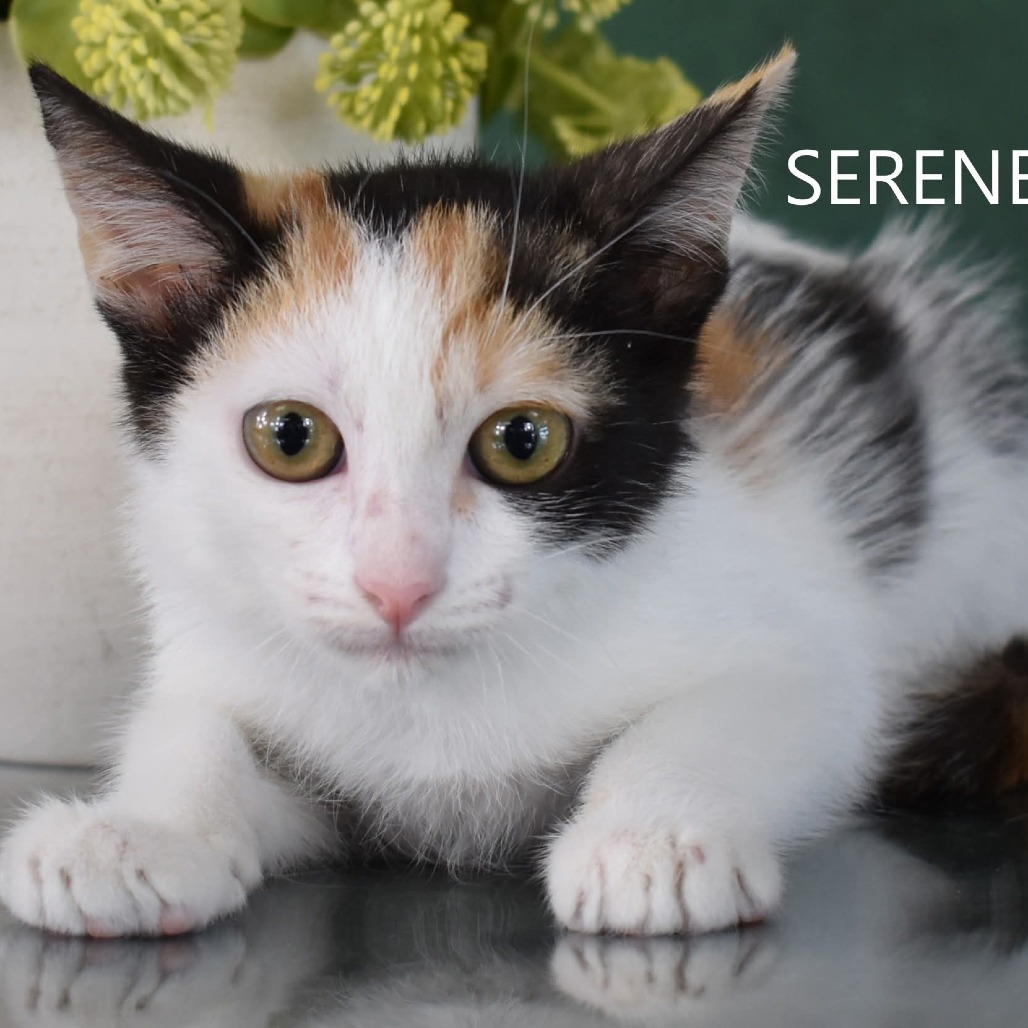 Serene - Domestic Shorthair