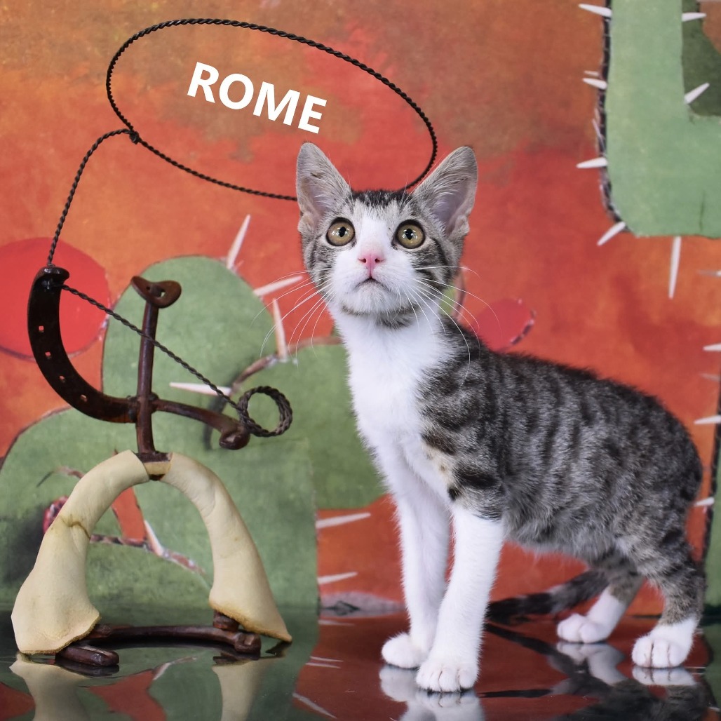 Rome - Domestic Shorthair