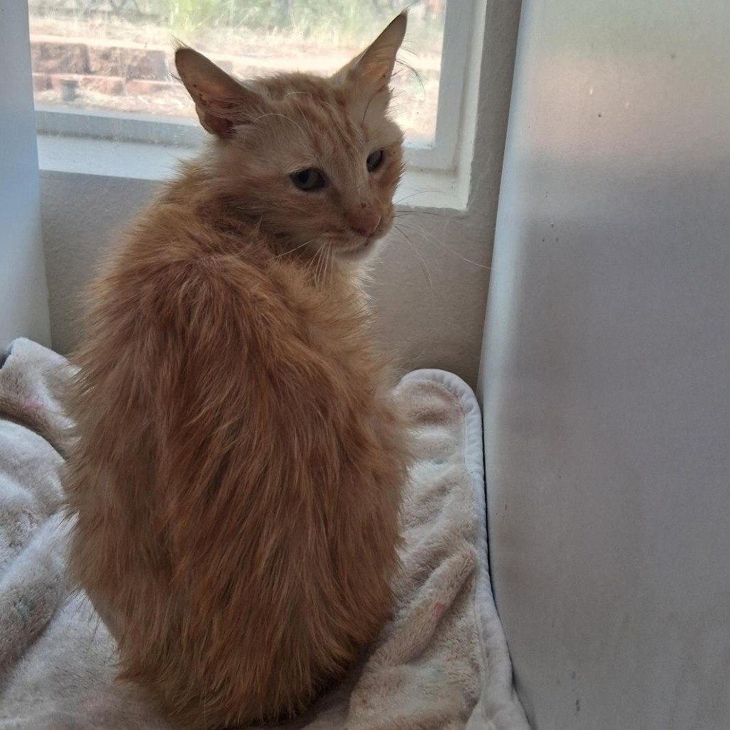 Calum - Domestic Medium Hair