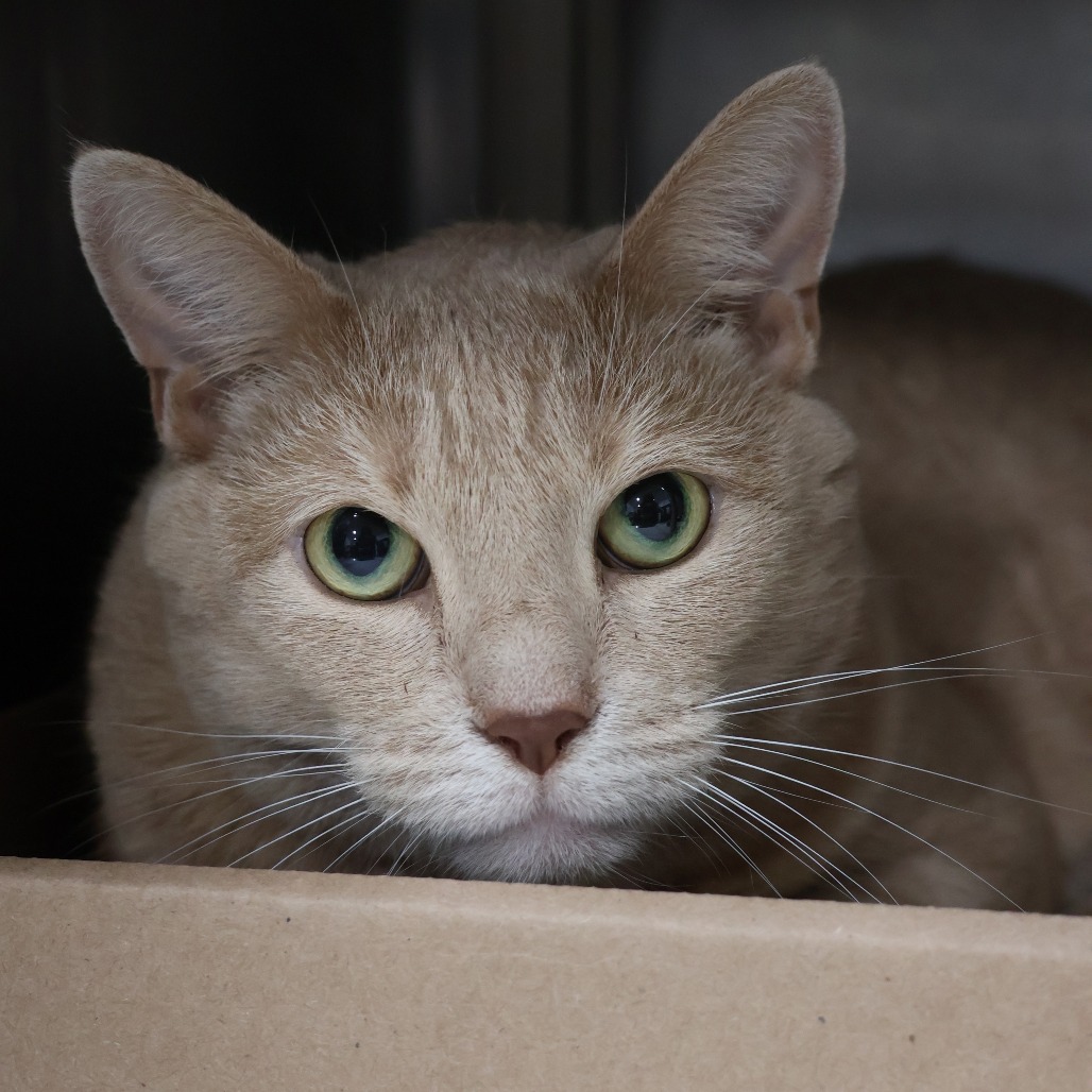 Henry - Domestic Shorthair