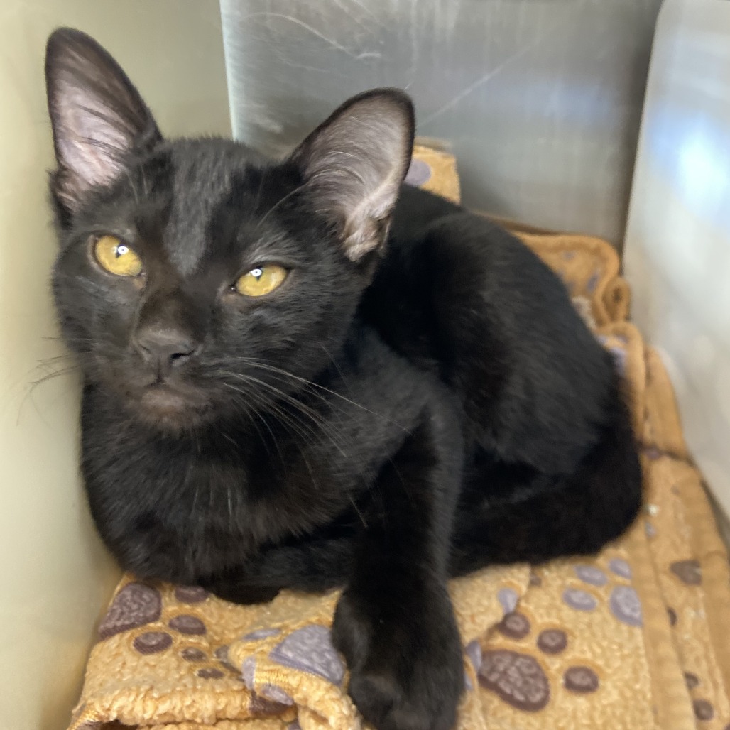 Clank - Domestic Shorthair