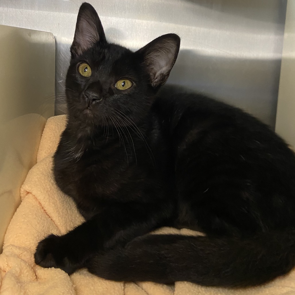 Ratchet - Domestic Shorthair