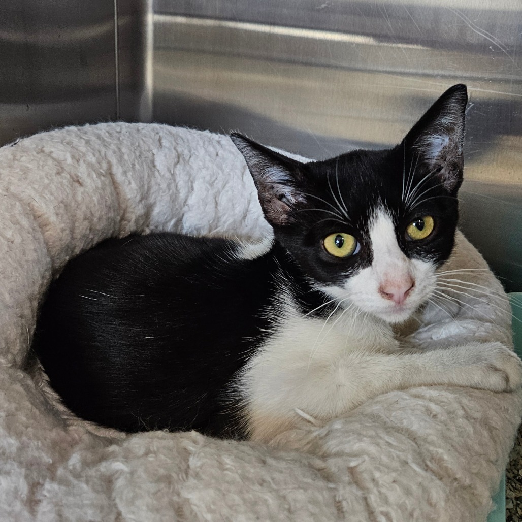 Pit - Domestic Shorthair