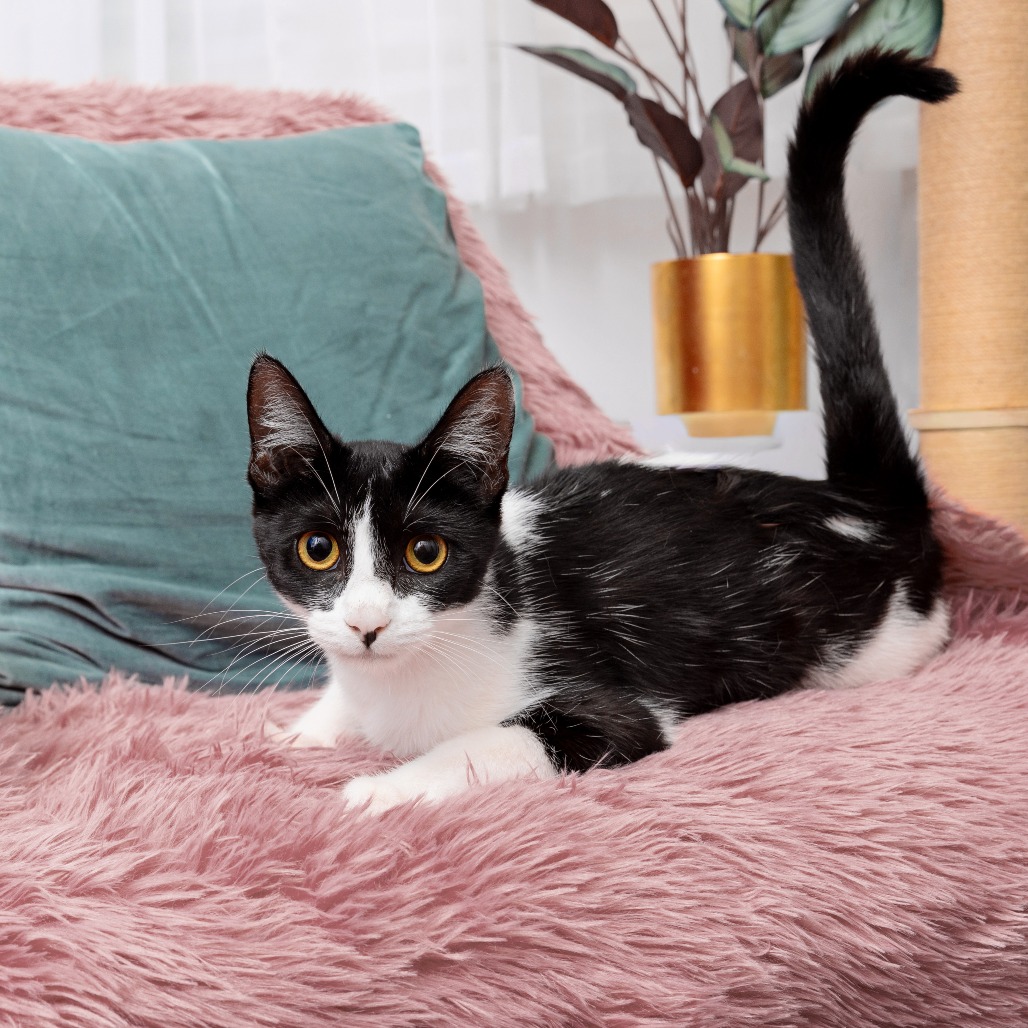 Alyx Vance - Domestic Shorthair