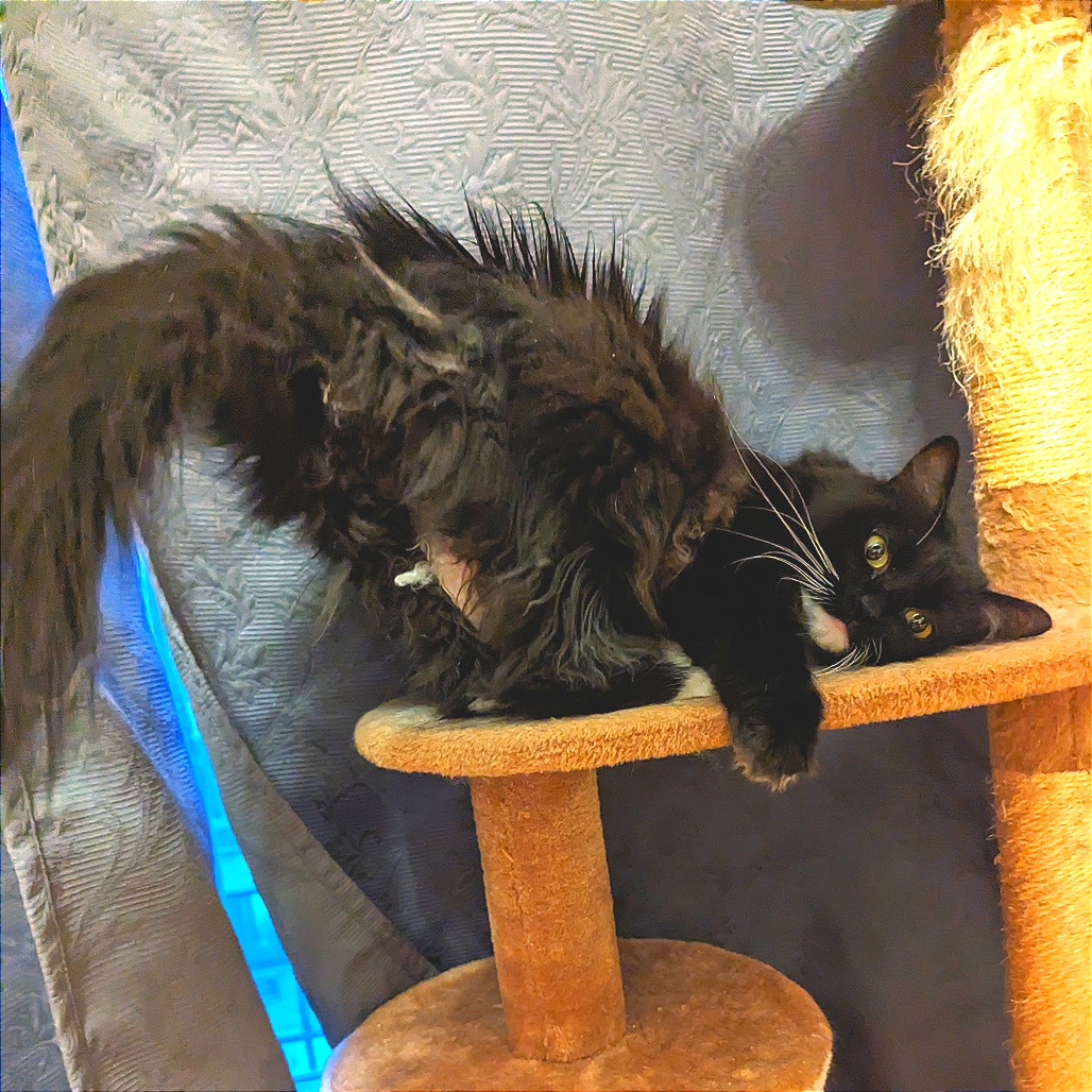 Eclair - Domestic Medium Hair