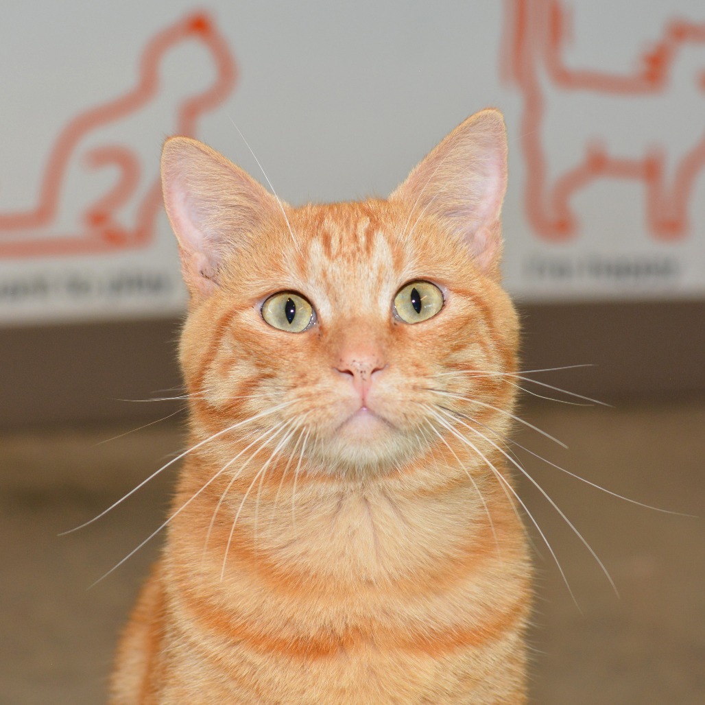 Buckaroo - Domestic Shorthair