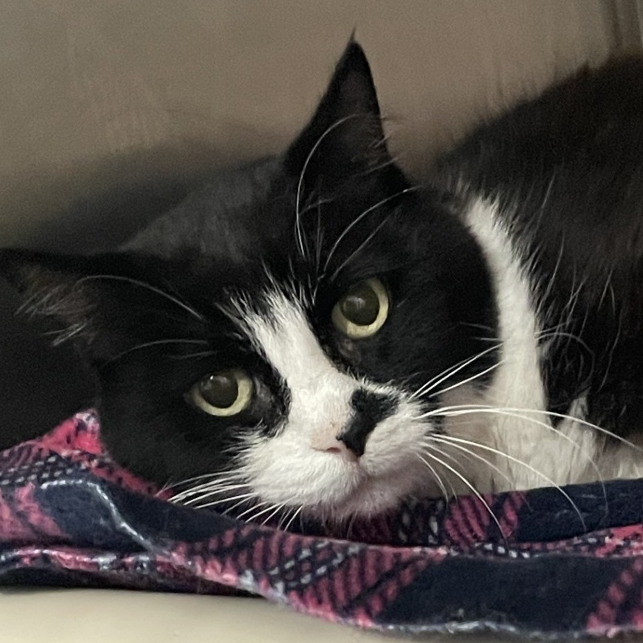 Sugar Cane - Domestic Shorthair