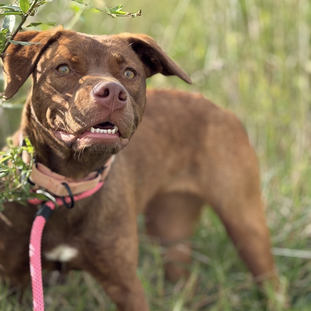 Hazel - Mixed Breed (Medium)