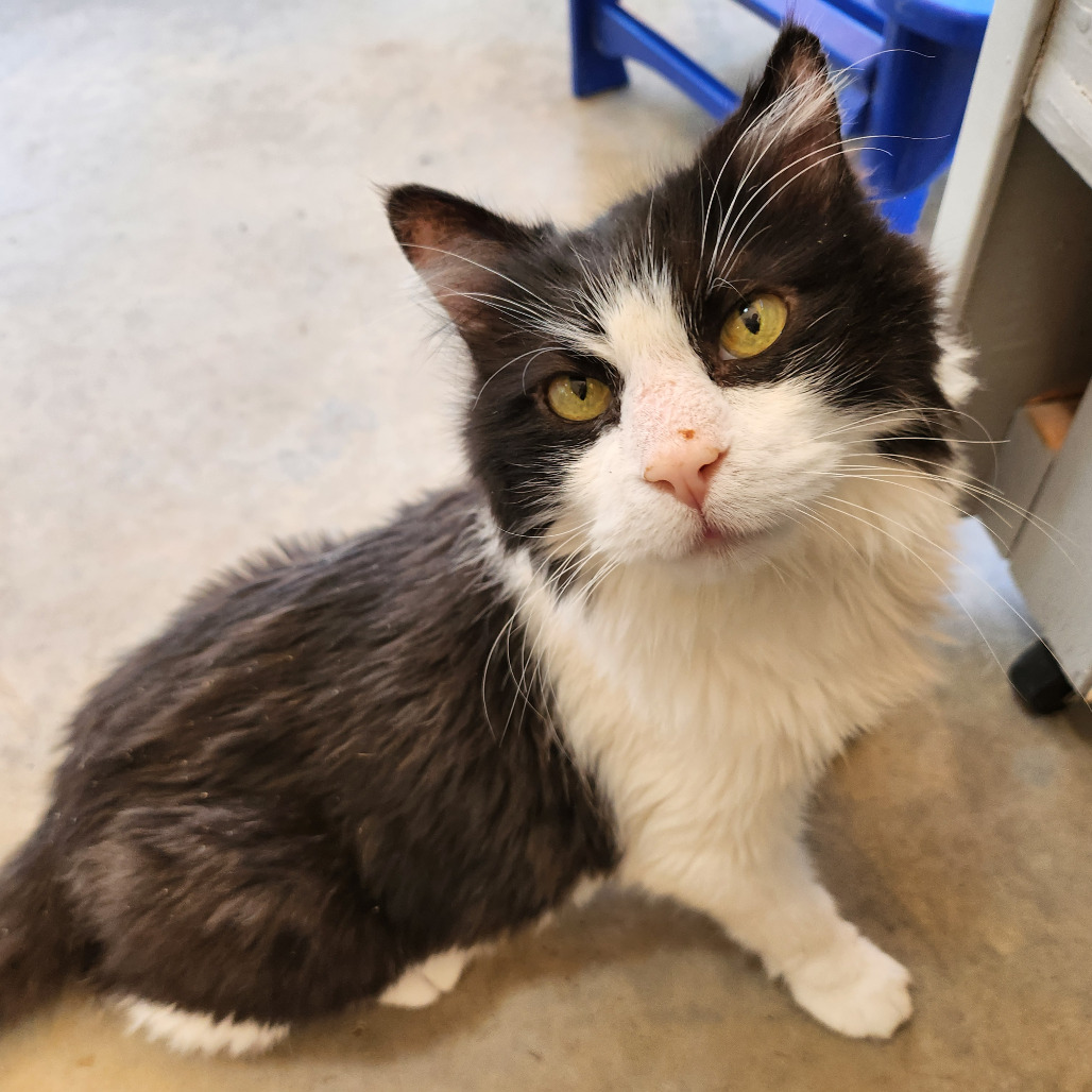 Weatherford - Domestic Shorthair