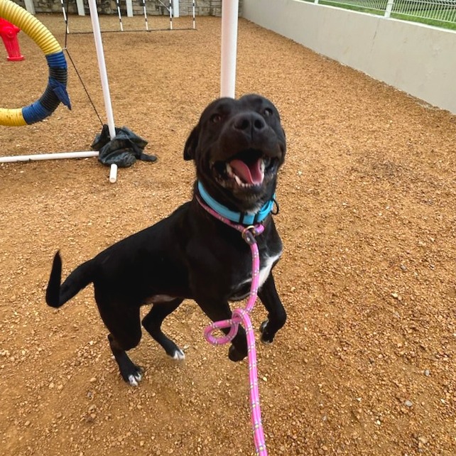 Tank - Mixed Breed (Large)