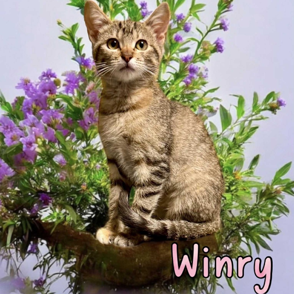 Winry - Domestic Shorthair